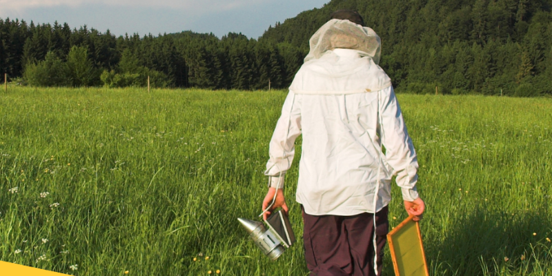 How Innovation Can Help Your Beekeeping Team Overcome Adversity