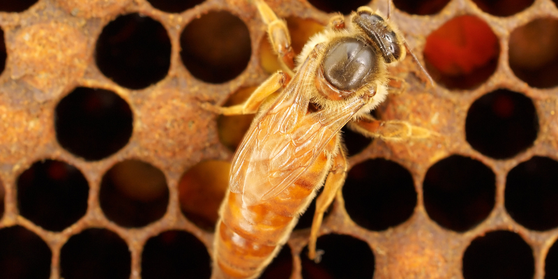 Why The Queen Bee Role